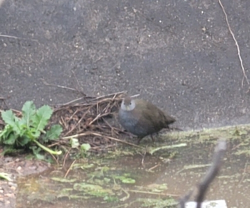 Brown Crake