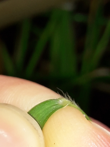 Image of Isachne globosa by (c) naturewatchwidow, some rights reserved (CC BY)