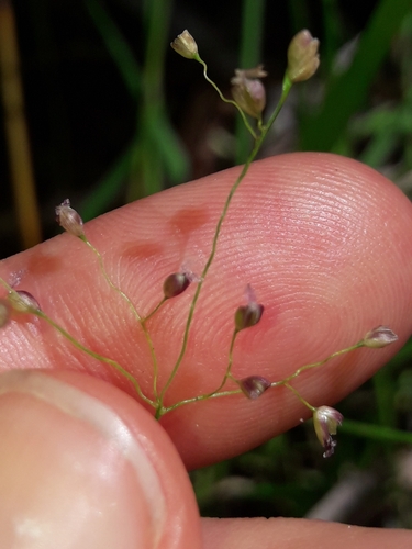 Image of Isachne globosa by (c) naturewatchwidow, some rights reserved (CC BY)