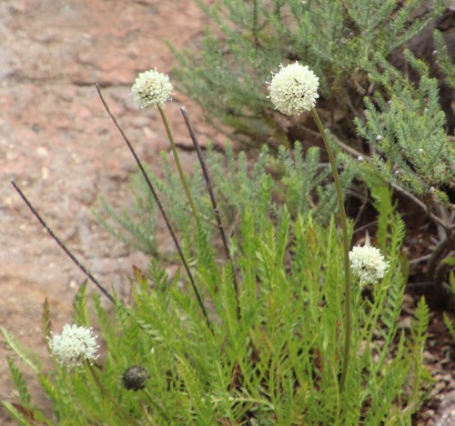 Image of Cephalaria galpiniana by (c) Tony Rebelo, some rights reserved (CC BY-SA)