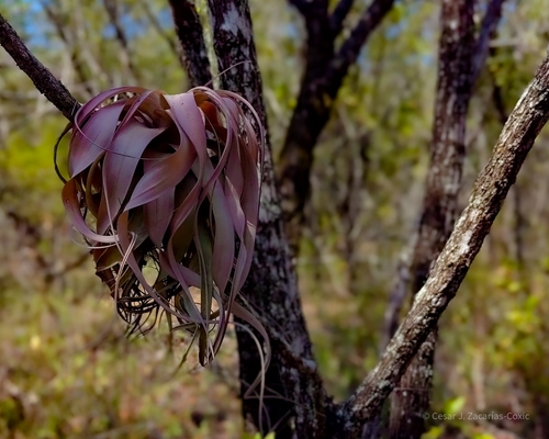 Tillandsia xerographica (Tillandsia xerographica)