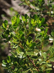 Baccharis tricuneata