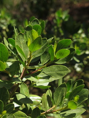 Baccharis macrantha