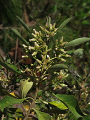 Baccharis brachylaenoides