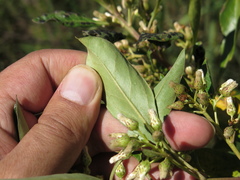 Baccharis brachylaenoides