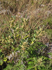 Baccharis brachylaenoides