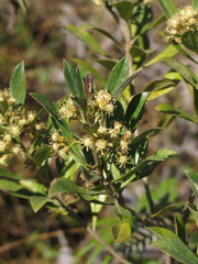 Baccharis brachylaenoides