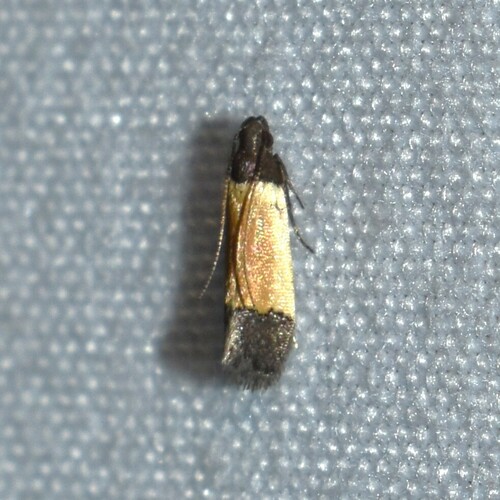 Coverdale's Anacampsis Moth photo 4