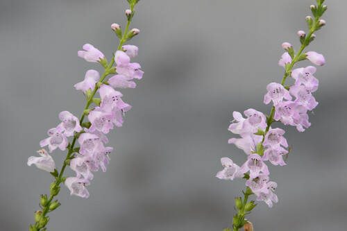 Physostegia intermedia, photograph 6