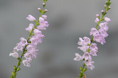 Physostegia intermedia, photograph (c) Jay Pruett, some rights reserved (CC BY)