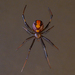 Redback Spider - Photo (c) David Morris, some rights reserved (CC BY-NC), uploaded by David Morris