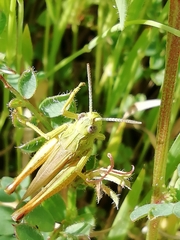 Chorthippus apicalis
