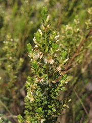 Baccharis tricuneata