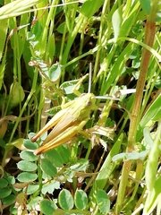 Chorthippus apicalis