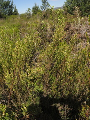 Baccharis tricuneata