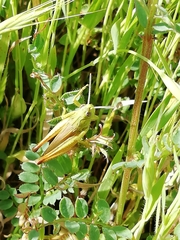 Chorthippus apicalis