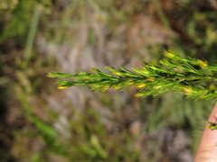 Hypericum juniperinum