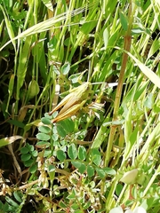 Chorthippus apicalis