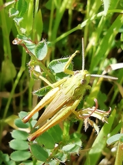 Chorthippus apicalis