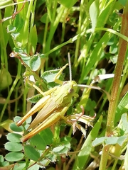 Chorthippus apicalis