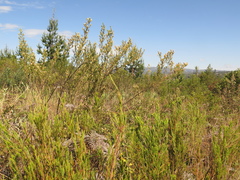 Baccharis tricuneata