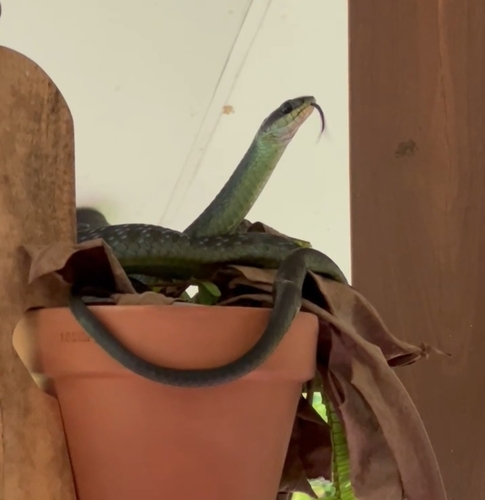 Common Tree Snake sighting