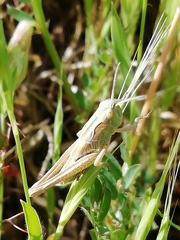 Chorthippus apicalis