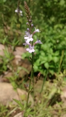 Verbena carolina