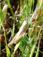 Chorthippus apicalis