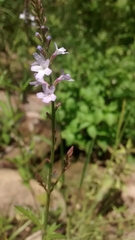 Verbena carolina