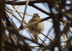Passer domesticus