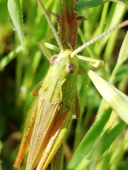 Chorthippus apicalis