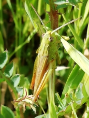 Chorthippus apicalis