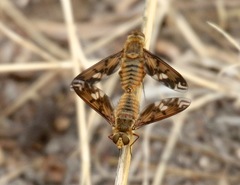 Poecilanthrax arethusa