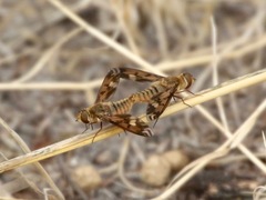 Poecilanthrax arethusa