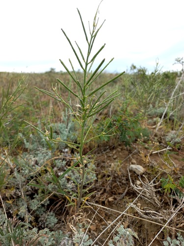 Erysimum gypsaceum