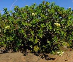 Crassula sarcocaulis