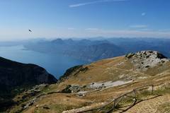 Pyrrhocorax graculus