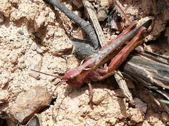 Omocestus raymondi