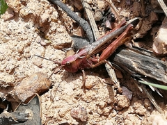 Omocestus raymondi