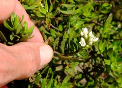 Crassula sarcocaulis