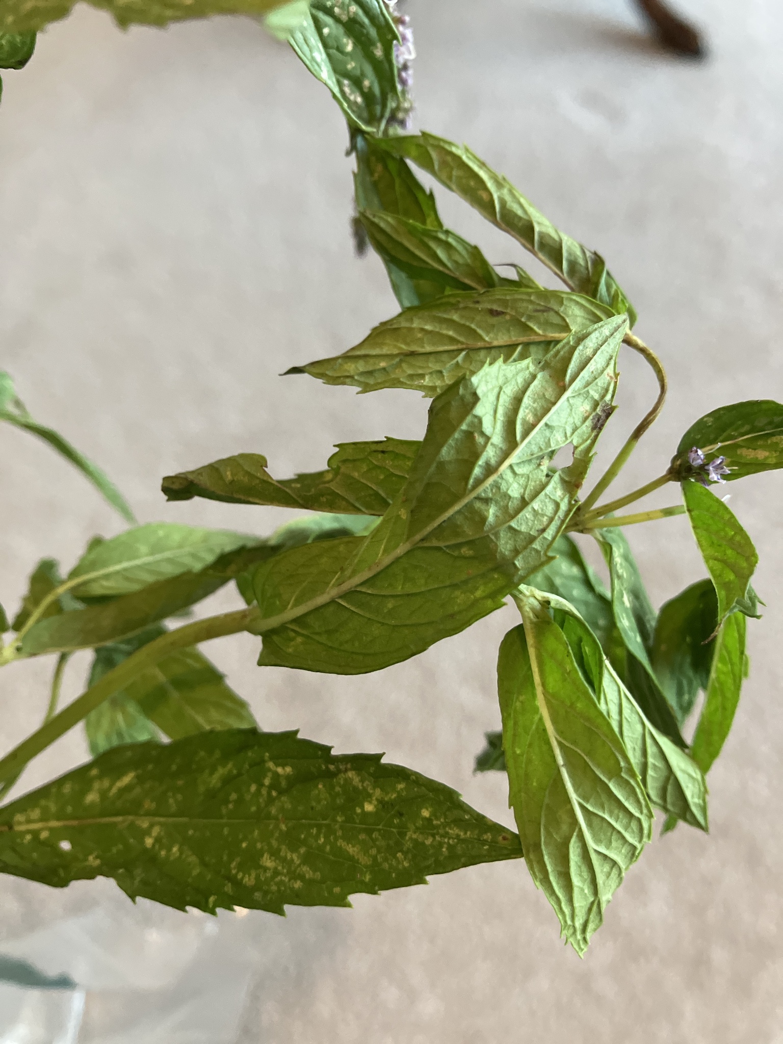 Imagem de Hortelã-verde