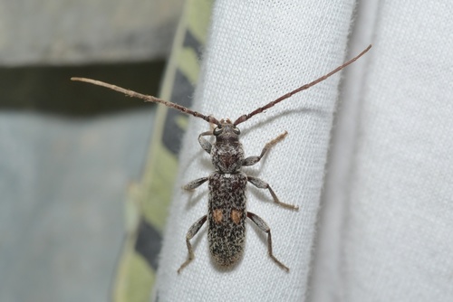 Swaziphanes bimaculatus