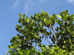 Erythrina rubrinervia