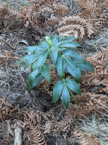 Corsican Hellebore