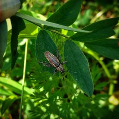 Naupactus xanthographus