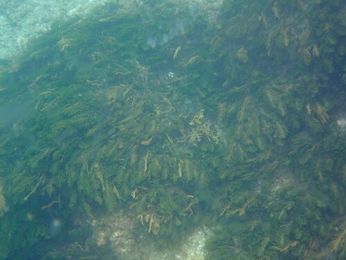 Image of Caulerpa flexilis by (c) naturewatchwidow, some rights reserved (CC BY)