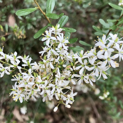 Bursaria spinosa