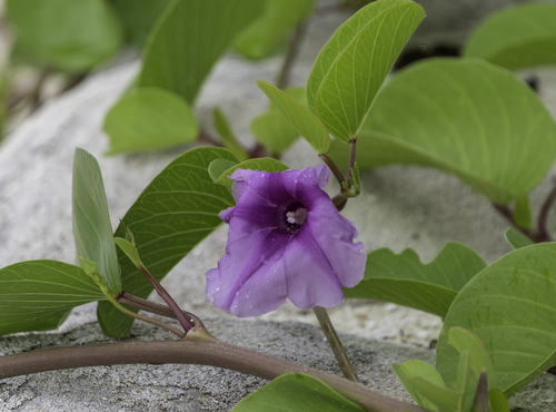 Ipomoea pes-caprae