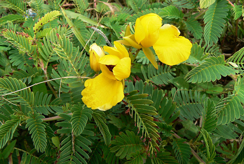 Chamaecrista glandulosa